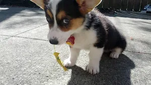 Corgi Dog Wallpapers Screenshot 3