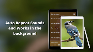 Blue Jay Sounds Screenshot 2