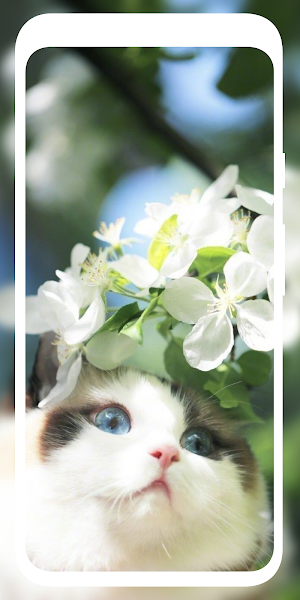 Cute Cat Wallpaper HD 4K Screenshot 2