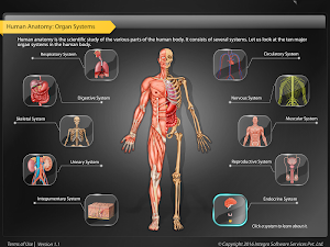HumanAnatomy-Endocrine System Screenshot 0