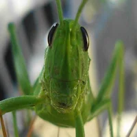 cricket sound