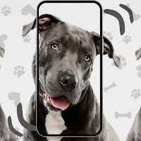 Pitbull Dog Pictures