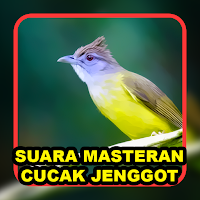 Masteran Cucak Jenggot