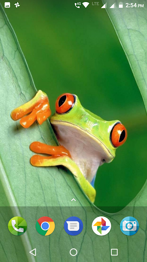 Frog Wallpaper Screenshot 0