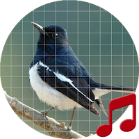 Oriental magpie-robin sounds ~ Sboard.pro