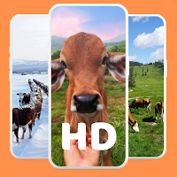 Cow Wallpaper HD