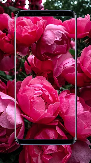 Peonies Flower Wallpapers Screenshot 1