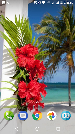 Hibiscus Flower Wallpaper Hd Screenshot 2
