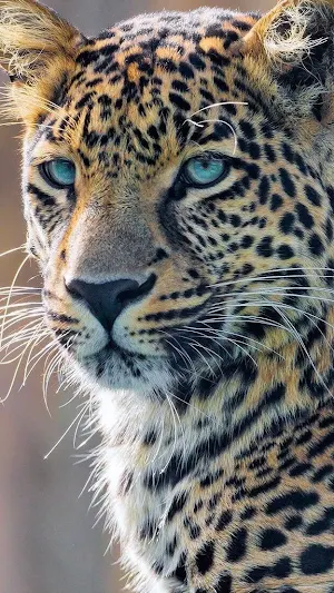 Leopard Wallpapers Screenshot 1