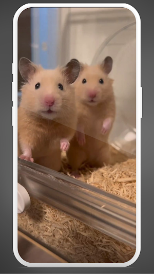 Cute Hamster Wallpaper 4K Screenshot 1