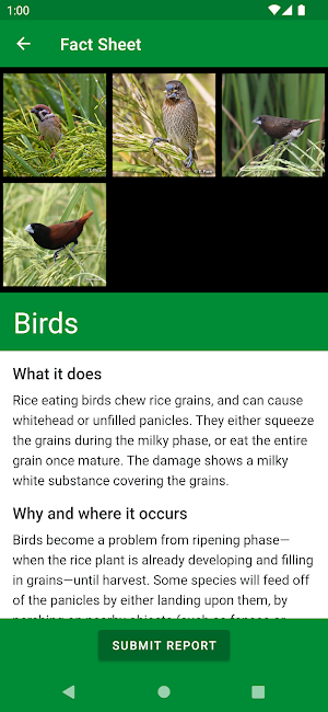 Rice Doctor Assam EN Screenshot 3