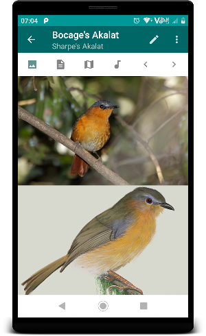 Birds of Zambia Screenshot 3