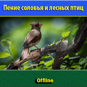 Пение соловья и лесных птиц Screenshot 1