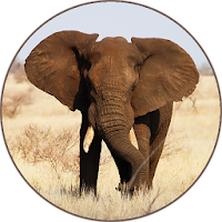 Elephant Sounds