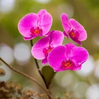 Orchid Wallpaper HD