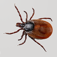 Key to Bloodsucking Insects in