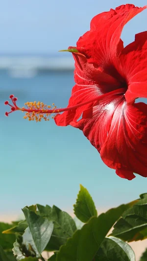 Hibiscus Wallpapers Screenshot 0