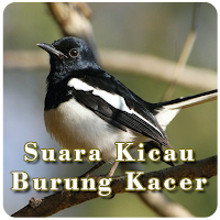 Suara Kicau Burung Kacer