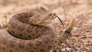 Rattlesnake Sounds Screenshot 3