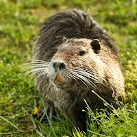 Beaver Wallpapers