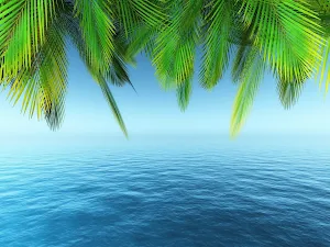 Palm Tree Wallpaper HD - collection 1 Screenshot 3