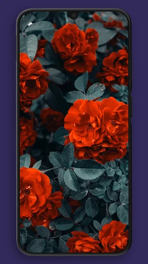 Walp Wallpapers Screenshot 1