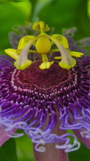 Passion Flower Wallpaper Screenshot 3
