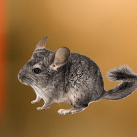 Chinchilla Sounds