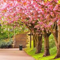 Spring Wallpapers 2024