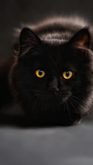 black cat wallpaper Screenshot 0