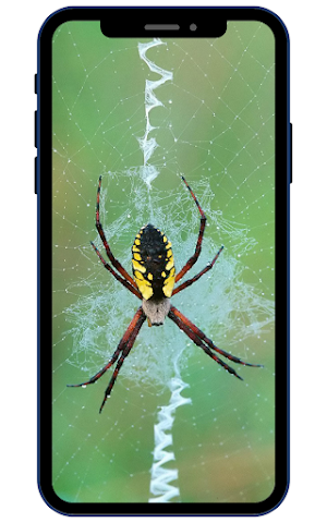 Spider Wallpapers Screenshot 0