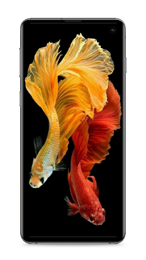 Betta Fish Wallpaper Screenshot 3