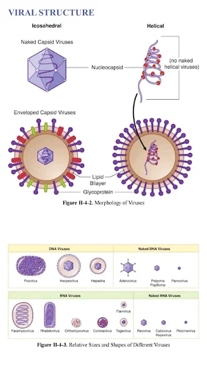 USMLE Microbiology Notes Screenshot 2