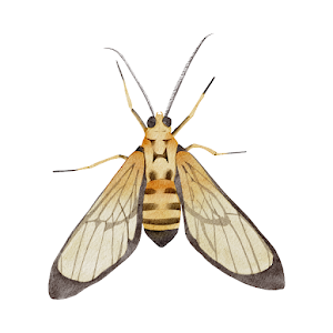 Insect Wallpapers Screenshot 0
