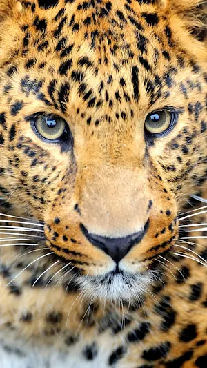 Wild Animal Wallpaper 4K Screenshot 1