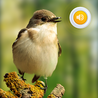 Animal & Birds Sounds