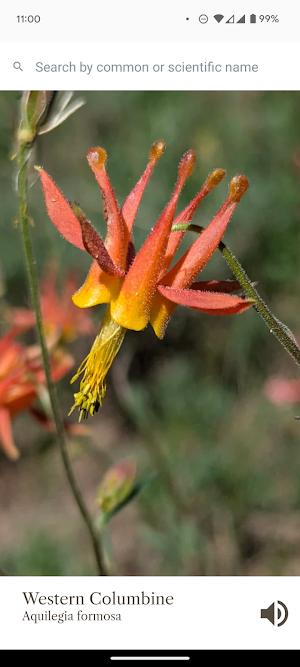 St Mary's Pass Wildflowers Screenshot 0