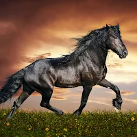 Horse Wallpaper HD: 4K