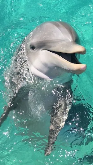 Dolphin Video Wallpapers Screenshot 1
