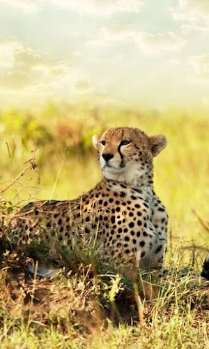 Cheetah Wallpapers Screenshot 0