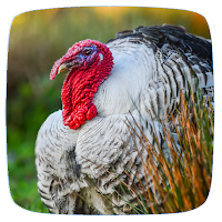 Turkey Sounds