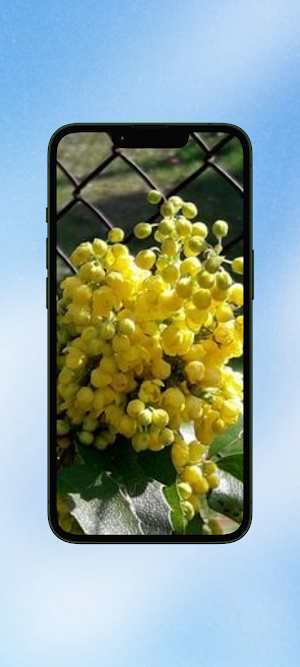 Mahonia Flower WalL Screenshot 0