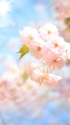 Sakura Flower Live Wallpaper Screenshot 0