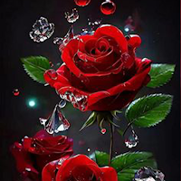 Rose Wallpaper