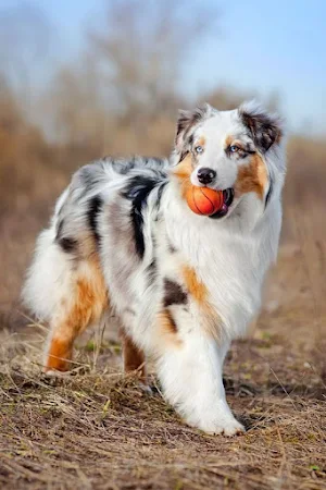 Australian Shepherd Wallpapers Screenshot 3