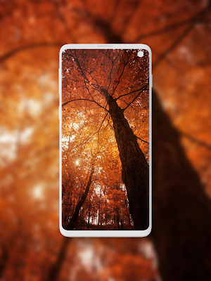 Autumn Wallpaper Screenshot 3