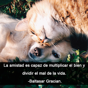 Imagenes con frases de todo tipo gratis Screenshot 0