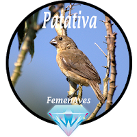 Canto Fêmea de Patativa