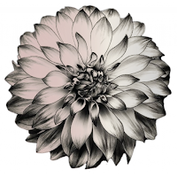 Blossom