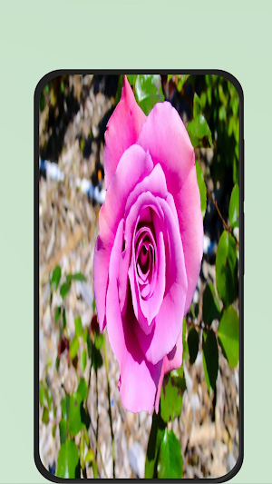 rose flower pic Screenshot 1